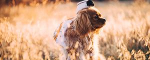 Preview wallpaper dog, grass, walk, sunlight