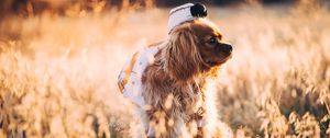 Preview wallpaper dog, grass, walk, sunlight