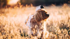 Preview wallpaper dog, grass, walk, sunlight