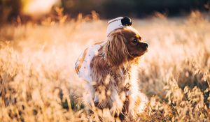 Preview wallpaper dog, grass, walk, sunlight