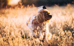 Preview wallpaper dog, grass, walk, sunlight