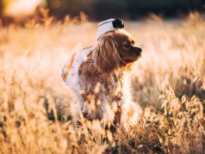 Preview wallpaper dog, grass, walk, sunlight