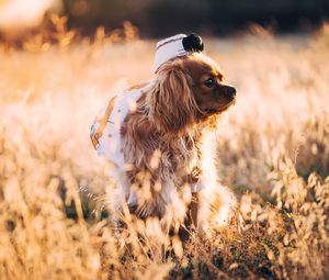 Preview wallpaper dog, grass, walk, sunlight