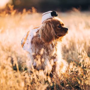 Preview wallpaper dog, grass, walk, sunlight