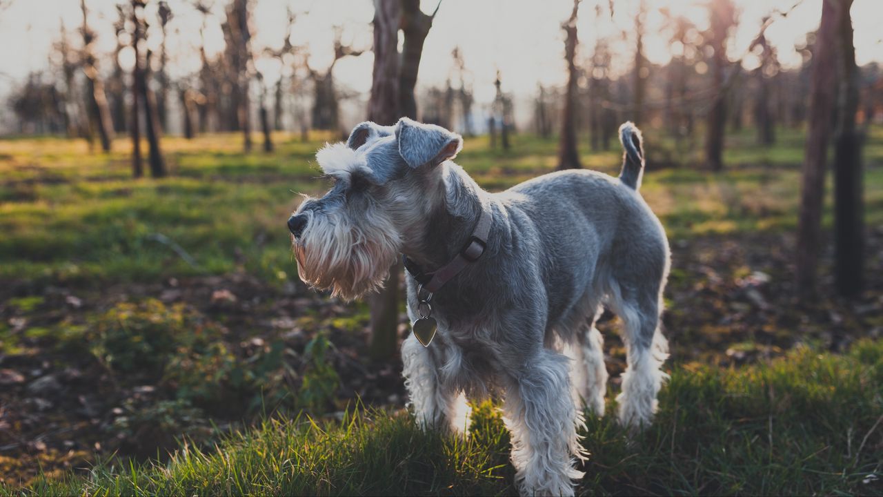 Wallpaper dog, grass, walk