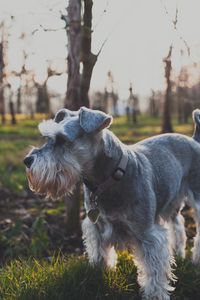 Preview wallpaper dog, grass, walk