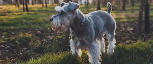 Preview wallpaper dog, grass, walk