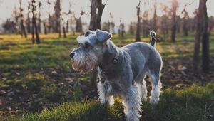 Preview wallpaper dog, grass, walk