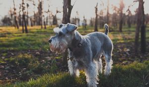 Preview wallpaper dog, grass, walk