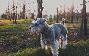 Preview wallpaper dog, grass, walk
