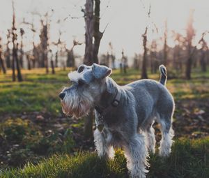 Preview wallpaper dog, grass, walk