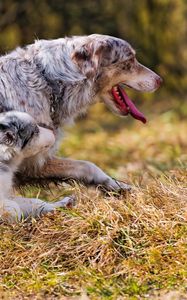 Preview wallpaper dog, grass, walk, run
