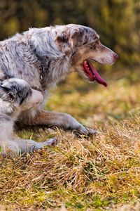 Preview wallpaper dog, grass, walk, run