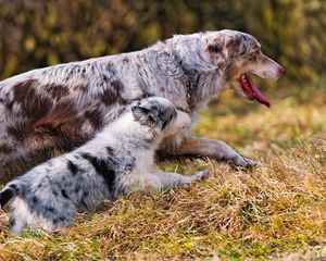 Preview wallpaper dog, grass, walk, run
