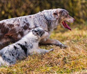 Preview wallpaper dog, grass, walk, run