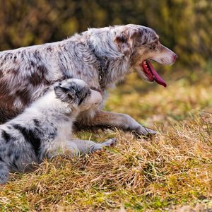 Preview wallpaper dog, grass, walk, run