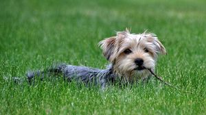 Preview wallpaper dog, grass, walk, yorkshire terrier