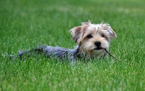 Preview wallpaper dog, grass, walk, yorkshire terrier