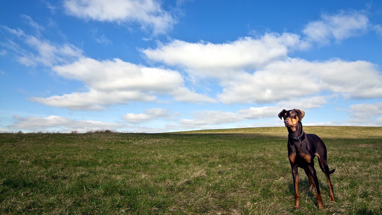 Wallpaper dog, grass, walk, sky, horizon