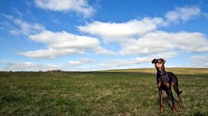 Preview wallpaper dog, grass, walk, sky, horizon