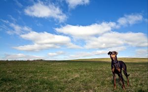 Preview wallpaper dog, grass, walk, sky, horizon