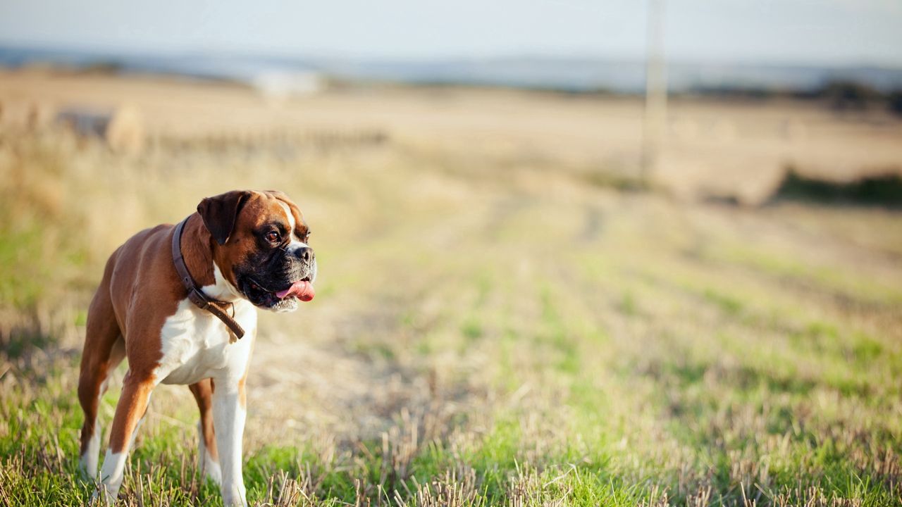 Wallpaper dog, grass, walk