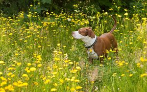 Preview wallpaper dog, grass, walk