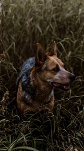 Preview wallpaper dog, grass, walking, muzzle