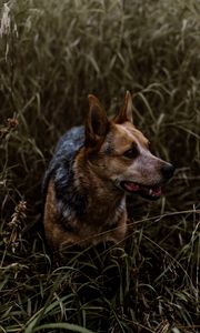 Preview wallpaper dog, grass, walking, muzzle