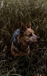 Preview wallpaper dog, grass, walking, muzzle