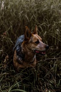 Preview wallpaper dog, grass, walking, muzzle