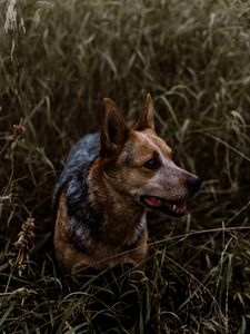 Preview wallpaper dog, grass, walking, muzzle