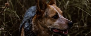 Preview wallpaper dog, grass, walking, muzzle