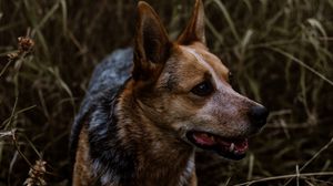 Preview wallpaper dog, grass, walking, muzzle