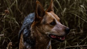 Preview wallpaper dog, grass, walking, muzzle