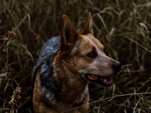 Preview wallpaper dog, grass, walking, muzzle