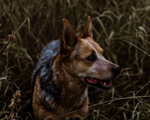 Preview wallpaper dog, grass, walking, muzzle