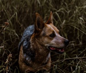 Preview wallpaper dog, grass, walking, muzzle