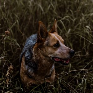 Preview wallpaper dog, grass, walking, muzzle