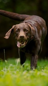 Preview wallpaper dog, grass, walking, running