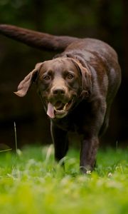 Preview wallpaper dog, grass, walking, running