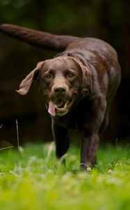 Preview wallpaper dog, grass, walking, running