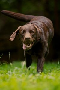 Preview wallpaper dog, grass, walking, running