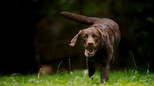 Preview wallpaper dog, grass, walking, running