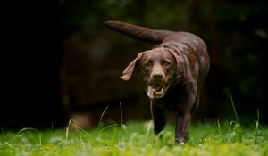 Preview wallpaper dog, grass, walking, running