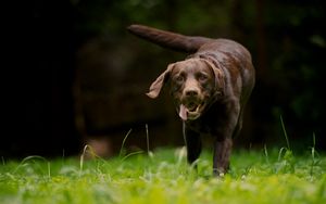 Preview wallpaper dog, grass, walking, running