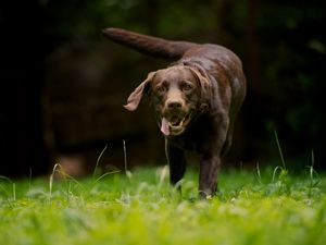 Preview wallpaper dog, grass, walking, running