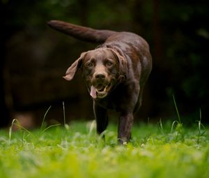 Preview wallpaper dog, grass, walking, running