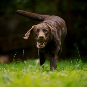 Preview wallpaper dog, grass, walking, running