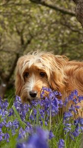 Preview wallpaper dog, grass, walks, flowers, tree